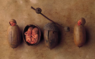 acornbaby.jpg
