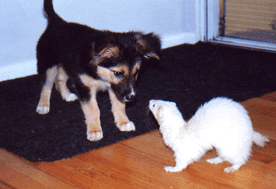 dogferrets.jpg