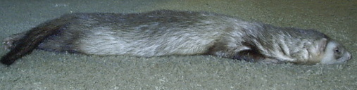 longstinky.jpg