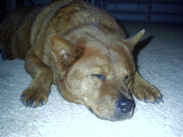 sleepingbear.jpg