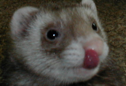 stinky.jpg