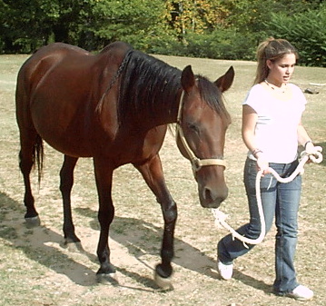 walkinghorse.jpg
